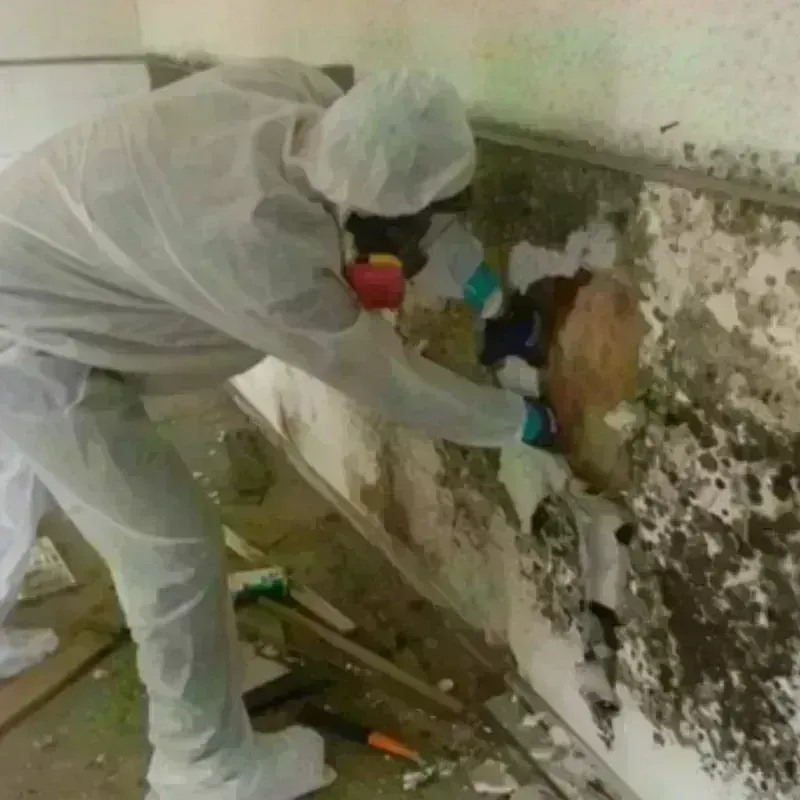 Mold Remediation and Removal in Eastport, NY